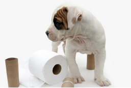 How to Toilet Train Your Puppy ﻿